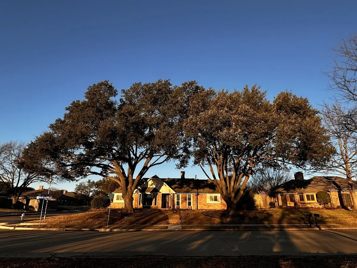 Established residential canopy tree shading a home in Somerset